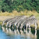 Zebras - Madikwe